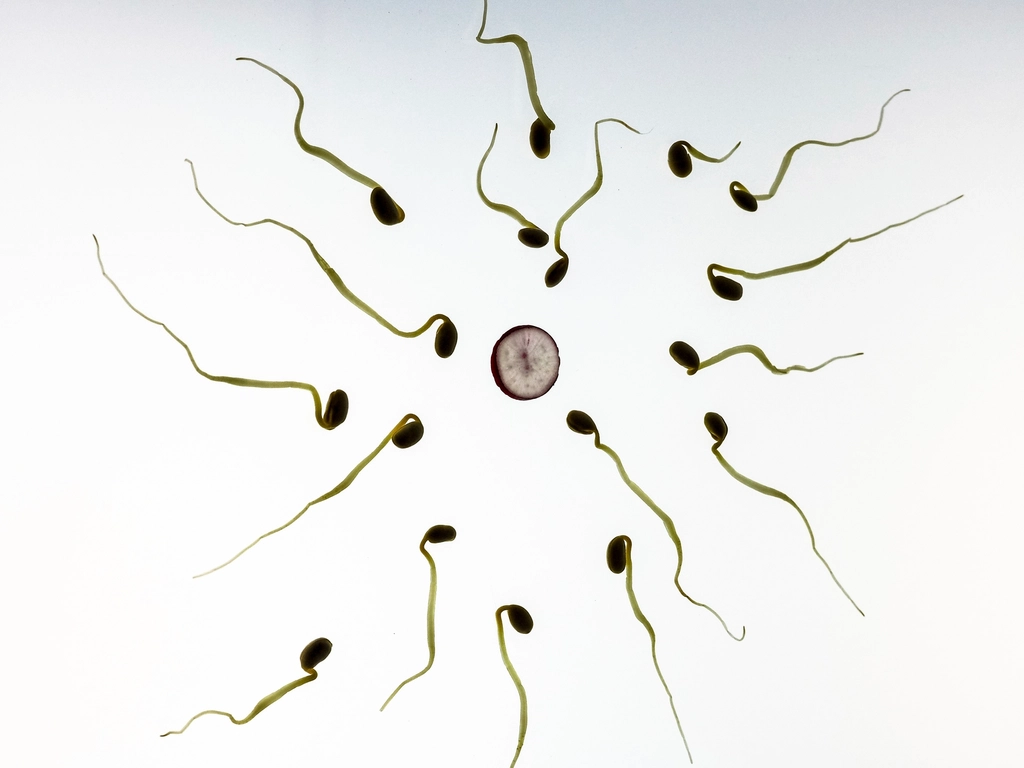 Free bean sprout, sperm concept